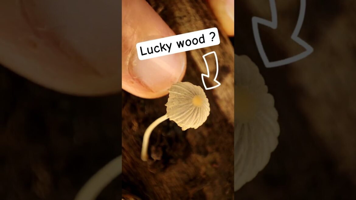 Lucky brazilian wood plant and mushroom!