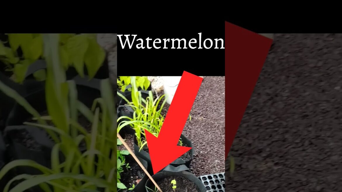 Middle of July container garden tour #2025season #gardentour