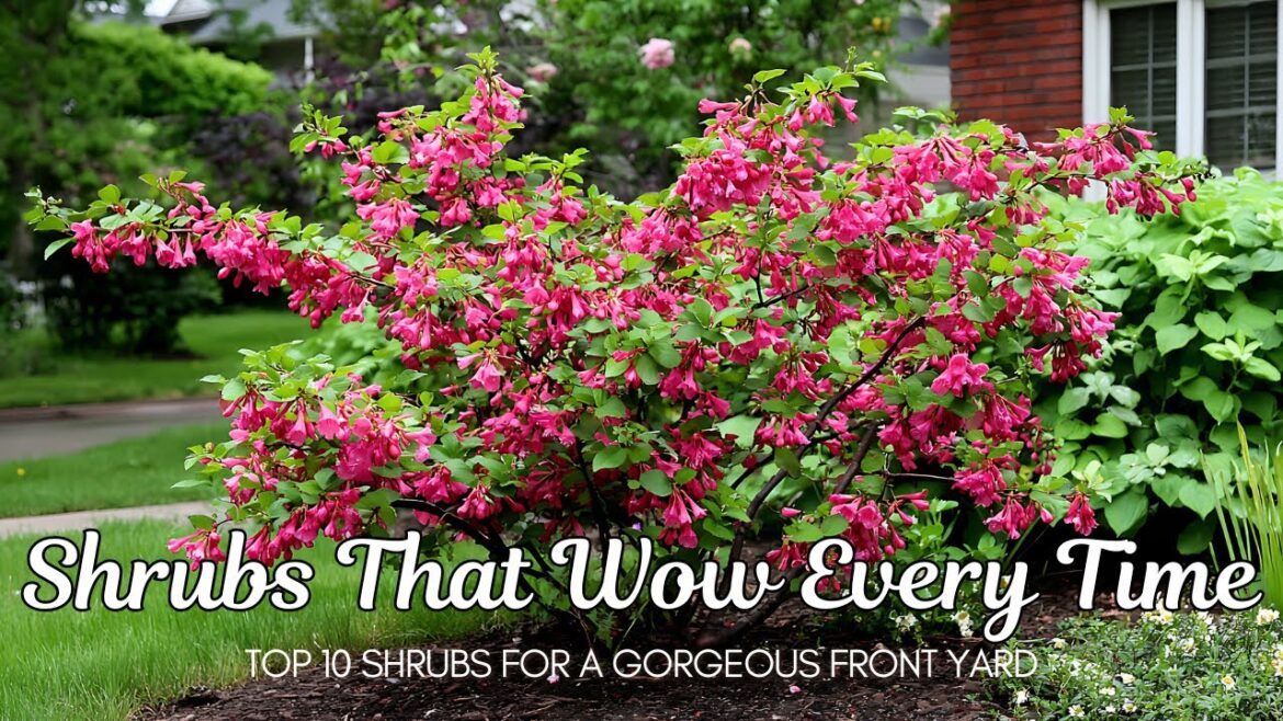 Top 10 Shrubs That Transform Your Front Yard | Outdoor Living & Landscaping Design Top 10 Shrubs That Transform Your Front Yard | Outdoor Living & Landscaping Design