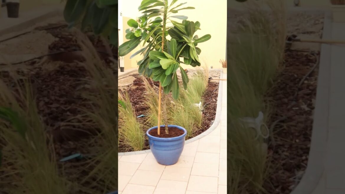 Outdoor Plants Delivery Outdoor Plants Delivery