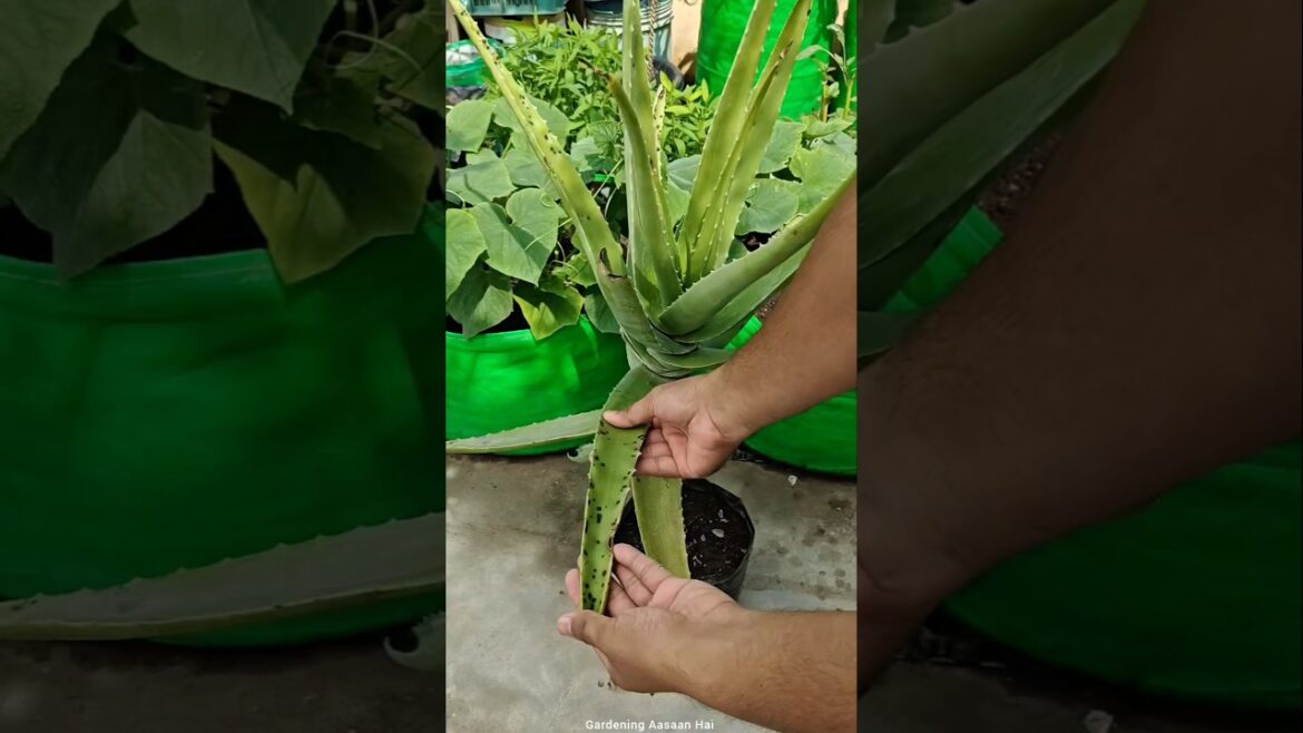 03 Gardening Tips 03 Gardening Tips