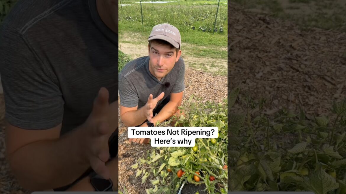 3 Reasons Why Your Tomatoes Aren’t Ripening! #gardening #gardeningtips #garden #shorts