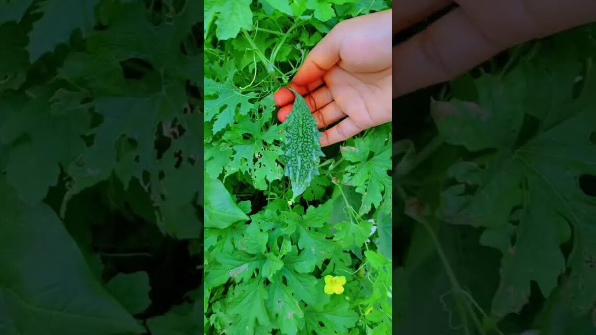 Organic vegetable# gardening# viral video# desi sabji#Fry