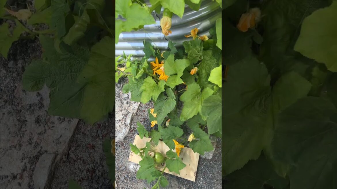 Garden Goals: A Glimpse into Our Thriving Backyard Paradise #garden #gardening #tomato #pumpkins Garden Goals: A Glimpse into Our Thriving Backyard Paradise #garden #gardening #tomato #pumpkins