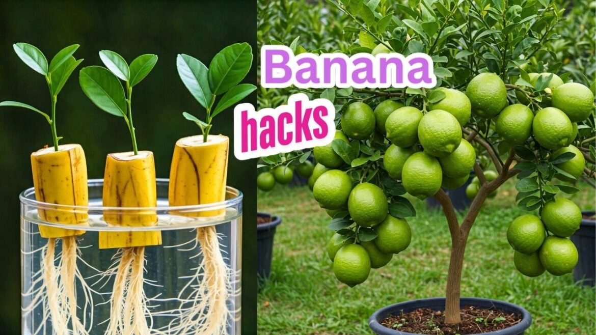 Grow Your Own Lemon Tree from Seed – Simple and Fast Method Grow Your Own Lemon Tree from Seed – Simple and Fast Method