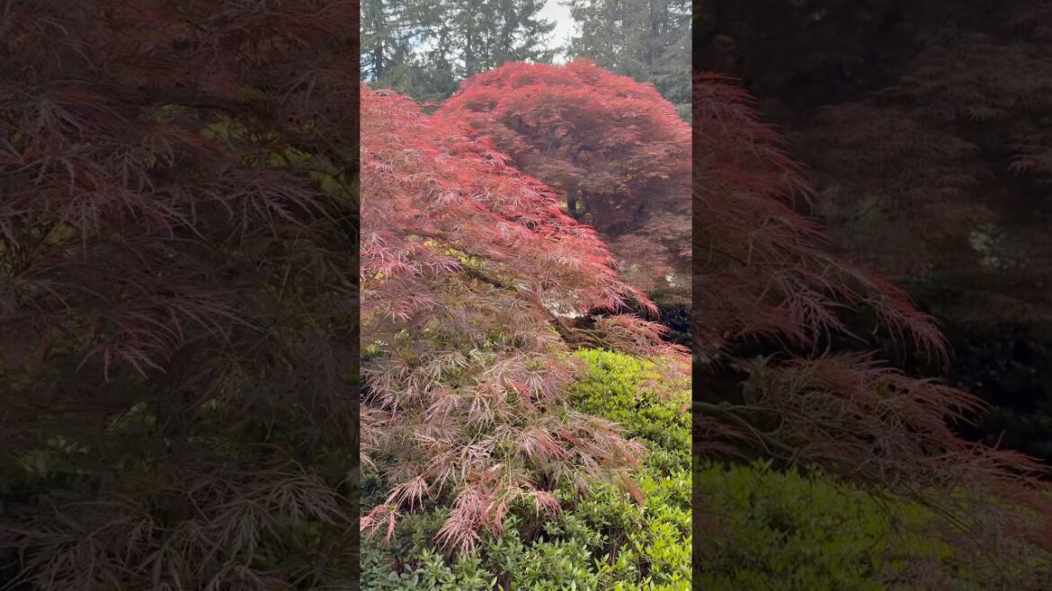 Big Lace Leaf Japanese Maples at the Portland Japanese Garden | Subscribe to the MrMaple Show
