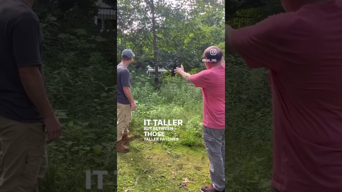 Larry Weaner’s Home Landscape Series Part 2: Artisanal Pruning for Gardenesque Views #nativegarden Larry Weaner’s Home Landscape Series Part 2: Artisanal Pruning for Gardenesque Views #nativegarden
