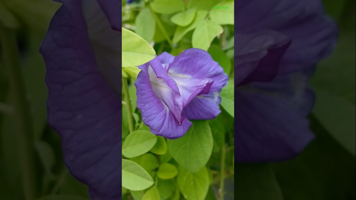 The Enchanting Aparajita Flower Garden#shorts #gardening #viral