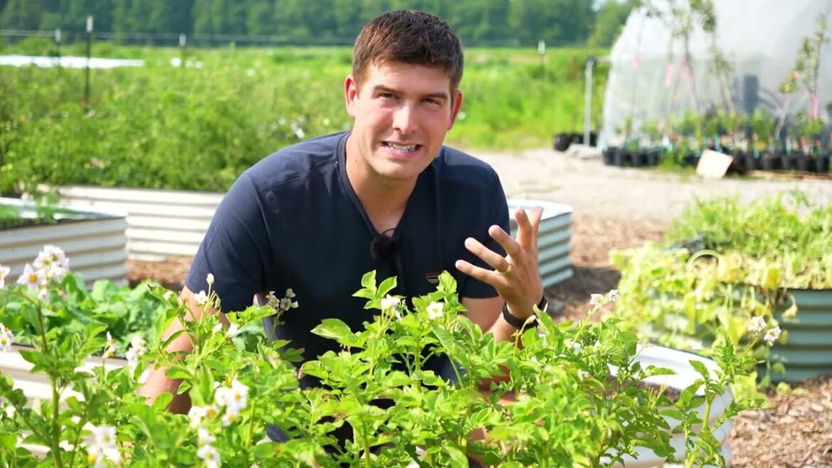 Don’t Believe These 4 LIES About Growing Potatoes!