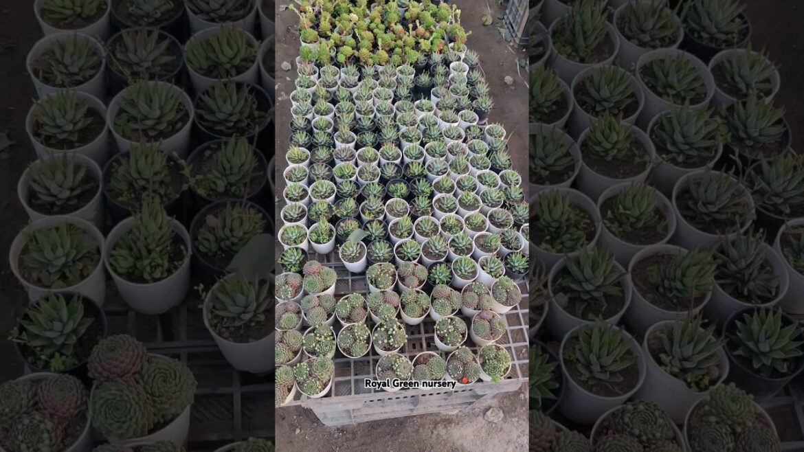 🌿 Succulents plants😍  @Rgnursery | #nursery #plants #supply