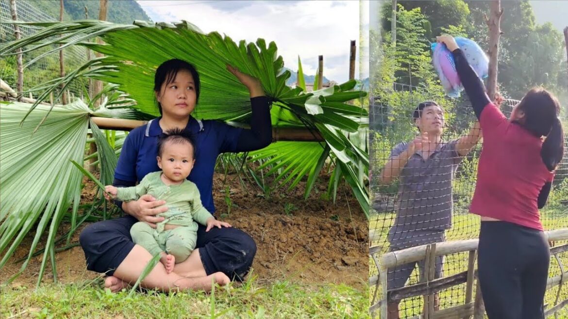 Single mother: Building a vegetable garden alone – Ex-husband constantly comes to harass Single mother: Building a vegetable garden alone - Ex-husband constantly comes to harass