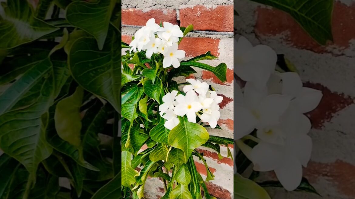 Nagchampa, Champa, Flower, Indian Flower#gardeninglovers#gardenplant#ytshorts #plants Nagchampa, Champa, Flower, Indian Flower#gardeninglovers#gardenplant#ytshorts #plants