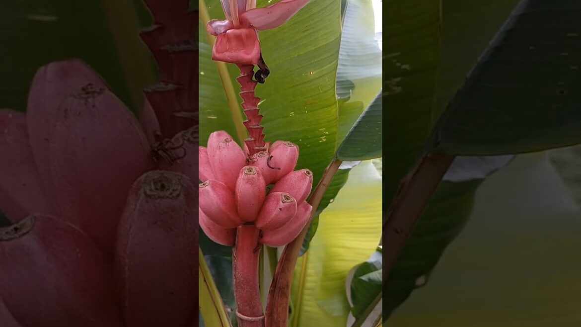 Gardening trends#johngeo