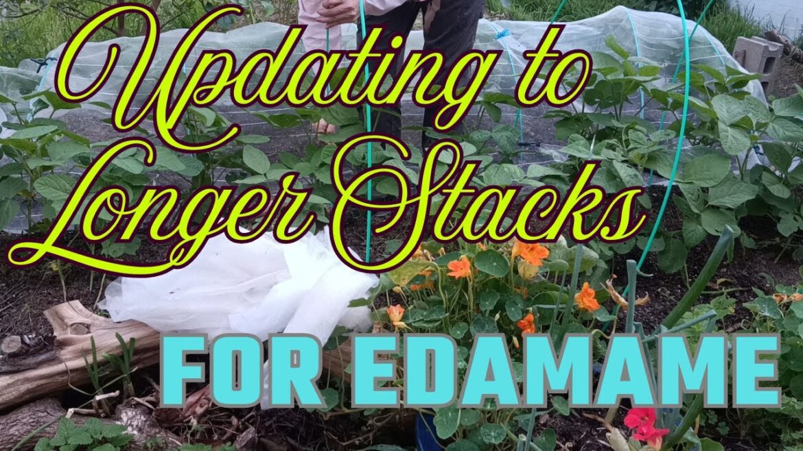 #31 Updating to longer stacks for Edamame. [Vegetable Gardening] on 2025/06/17