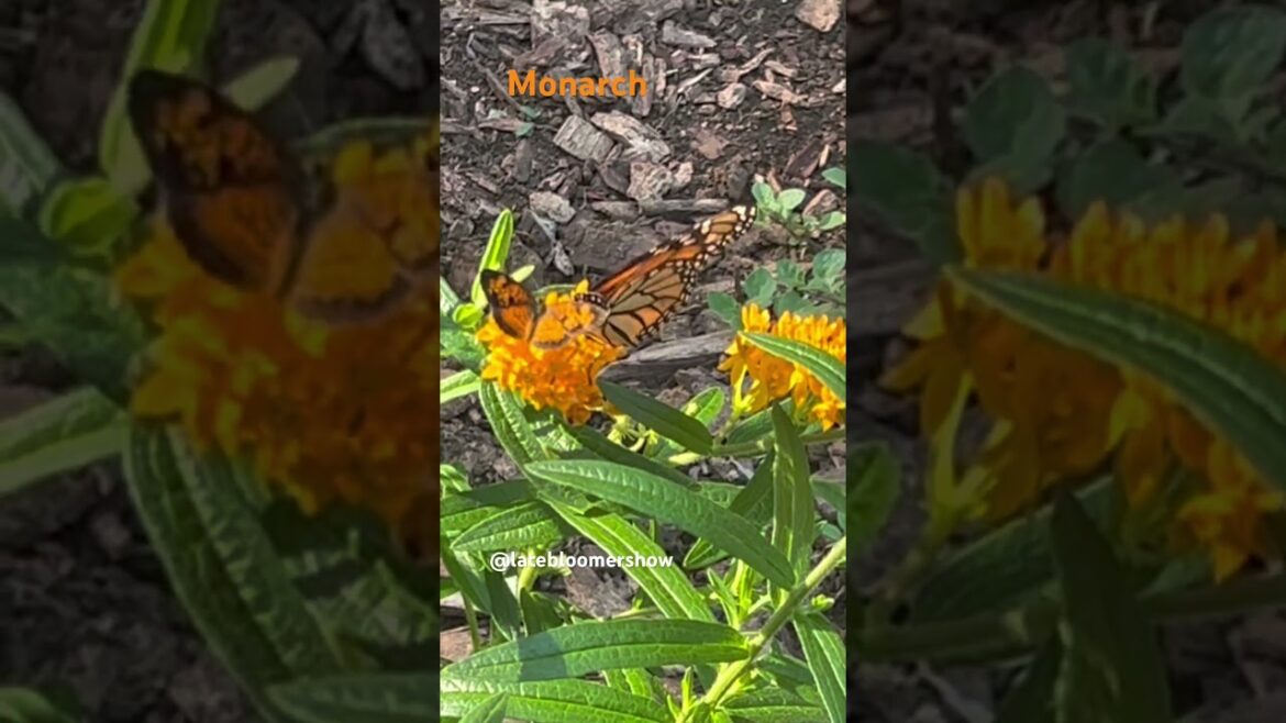 First Monarch Sighting-part 1 #garden #monarch #milkweed