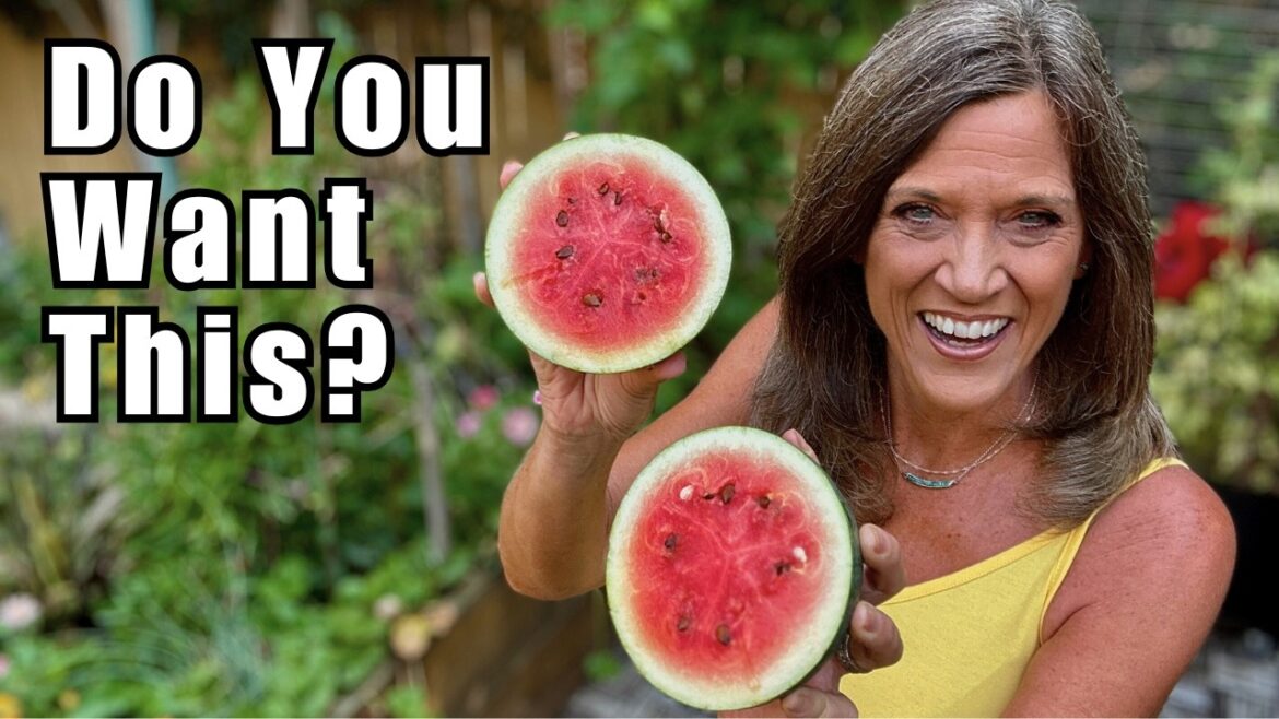 CaliKim: Stop Guessing! 3 Tricks to Pick a Perfect Watermelon Every Time Stop Guessing! 3 Tricks to Pick a Perfect Watermelon Every Time