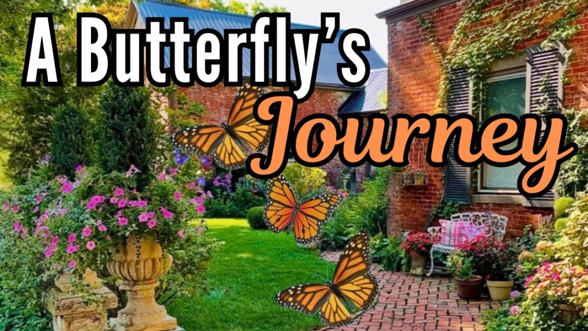 A Butterfly’s 🦋 Journey: Magical Moments in my Old Garden A Butterfly’s 🦋 Journey: Magical Moments in my Old Garden