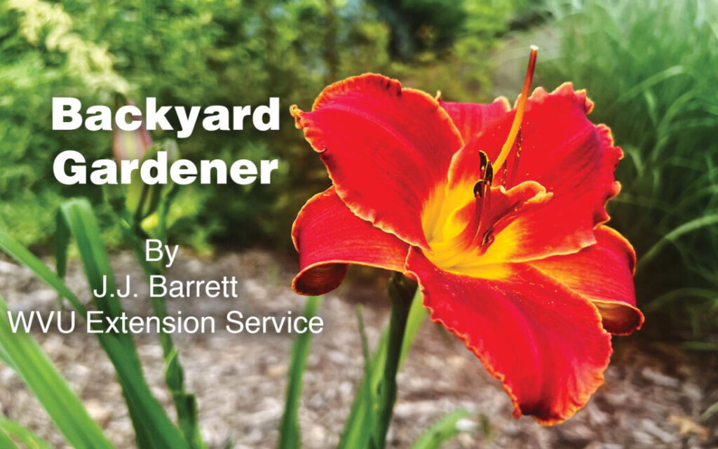 Backyard Gardener: Delightfully adaptable daylilies | News, Sports, Jobs