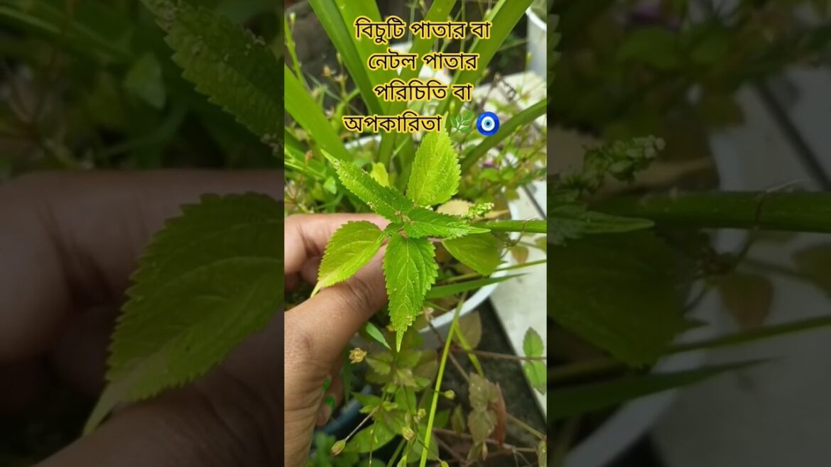 বিচুটিপাতা বা নেটলপাতার পরিচিতি বা অপকারিতা 🌿🧿 #gardenplants#greenlove#plants#gardentrees#ytshorts🌿.
