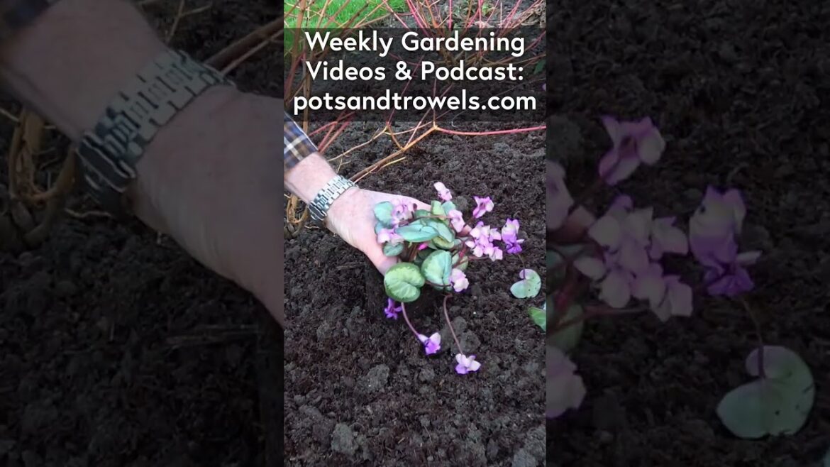 How to Plant Cyclamen in One Minute #Cyclamen #Plant #Gardening #GardenTips #GardenHints