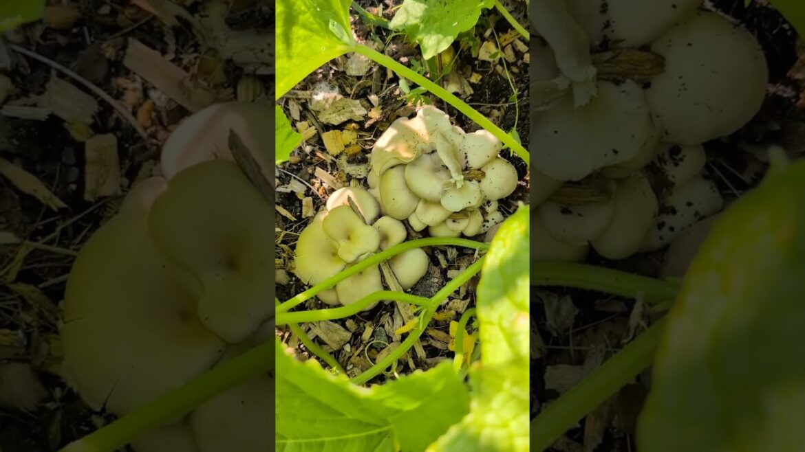 Gardens are the PERFECT place for mushrooms! Gardens are the PERFECT place for mushrooms!