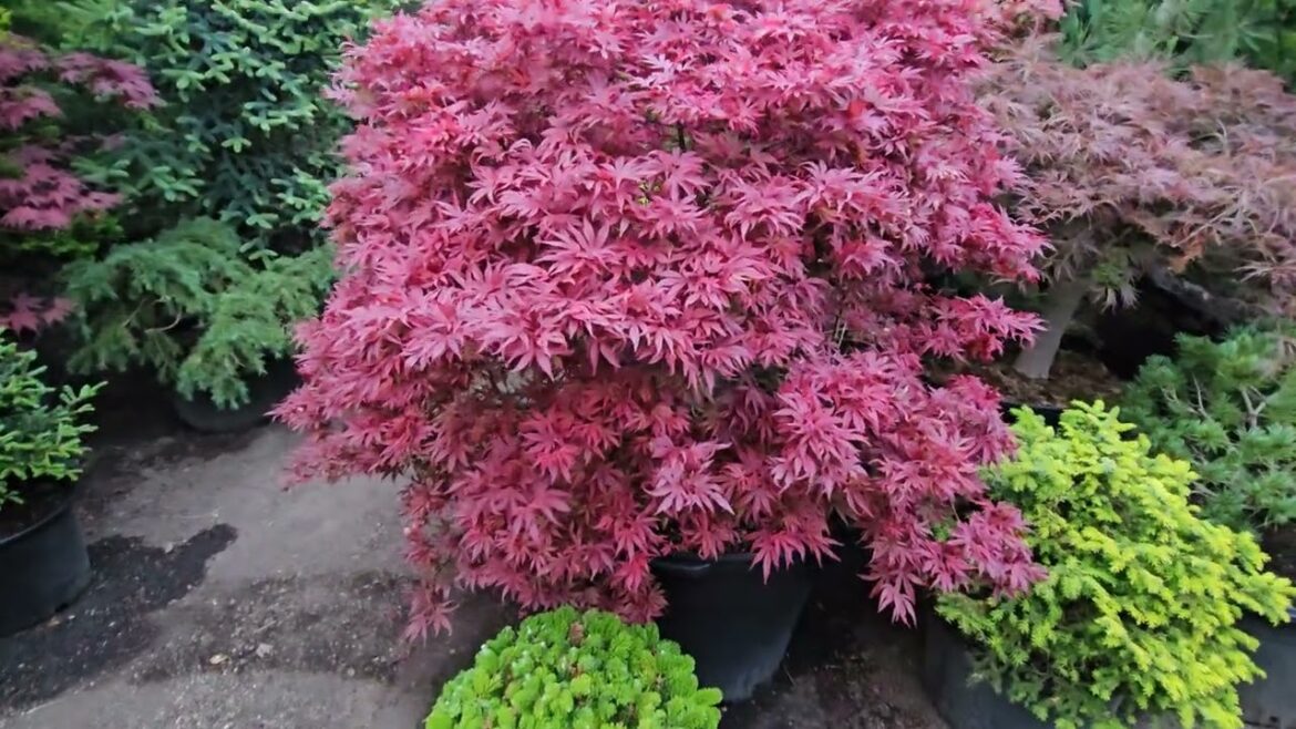 JAPANESE MAPLES IN THE EVENING - WATCH MORE  @amazingmaples  CONTAINER GARDENING