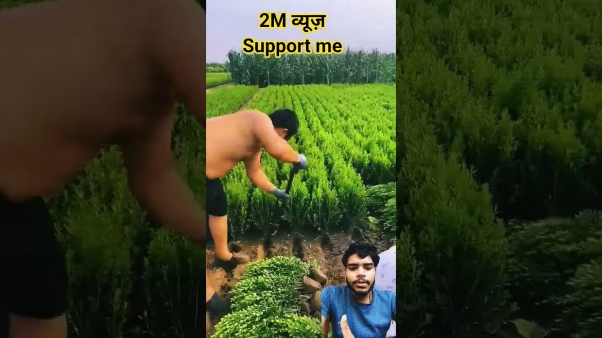 plant🌱 kaise lagaye farming style #farming #agriculture #satisfying #amazing #fruittrees #perfect