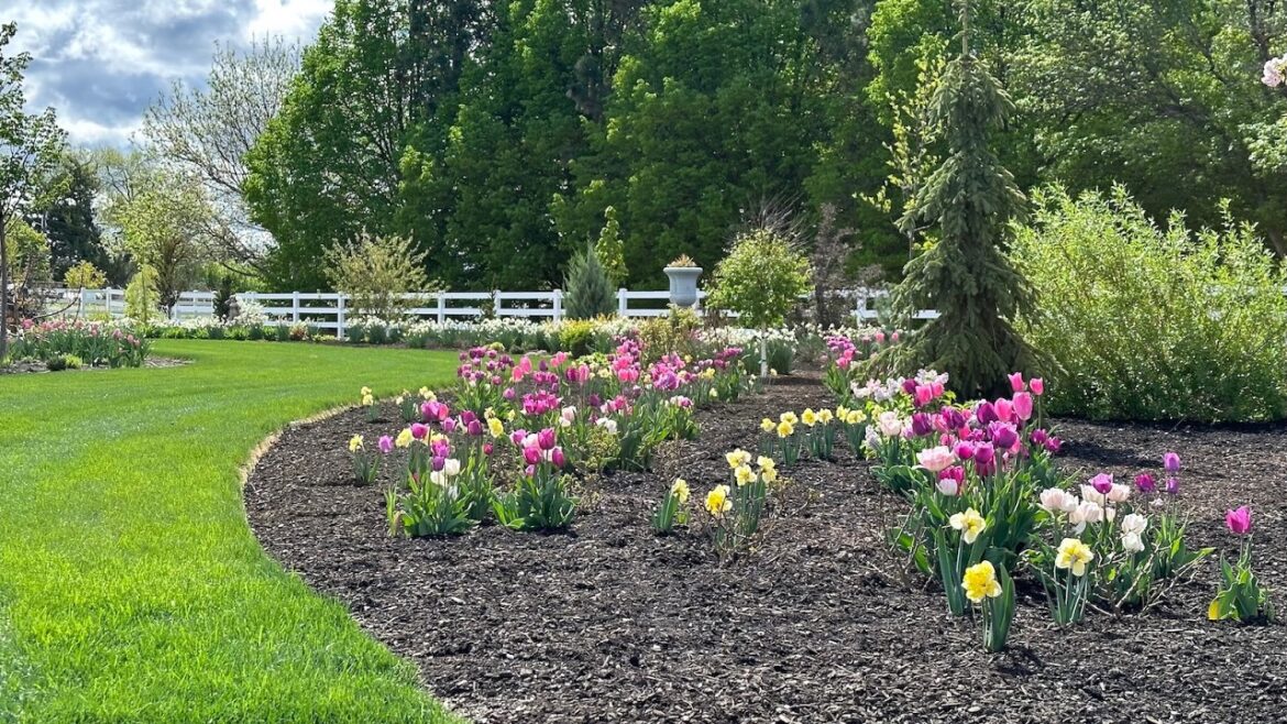 Garden Answer: My Fall Bulb Order (+ Giveaway!) & Rooting Strawberries Project Update/Planting! 🌷🤑🍓 My Fall Bulb Order (+ Giveaway!) & Rooting Strawberries Project Update/Planting! 🌷🤑🍓