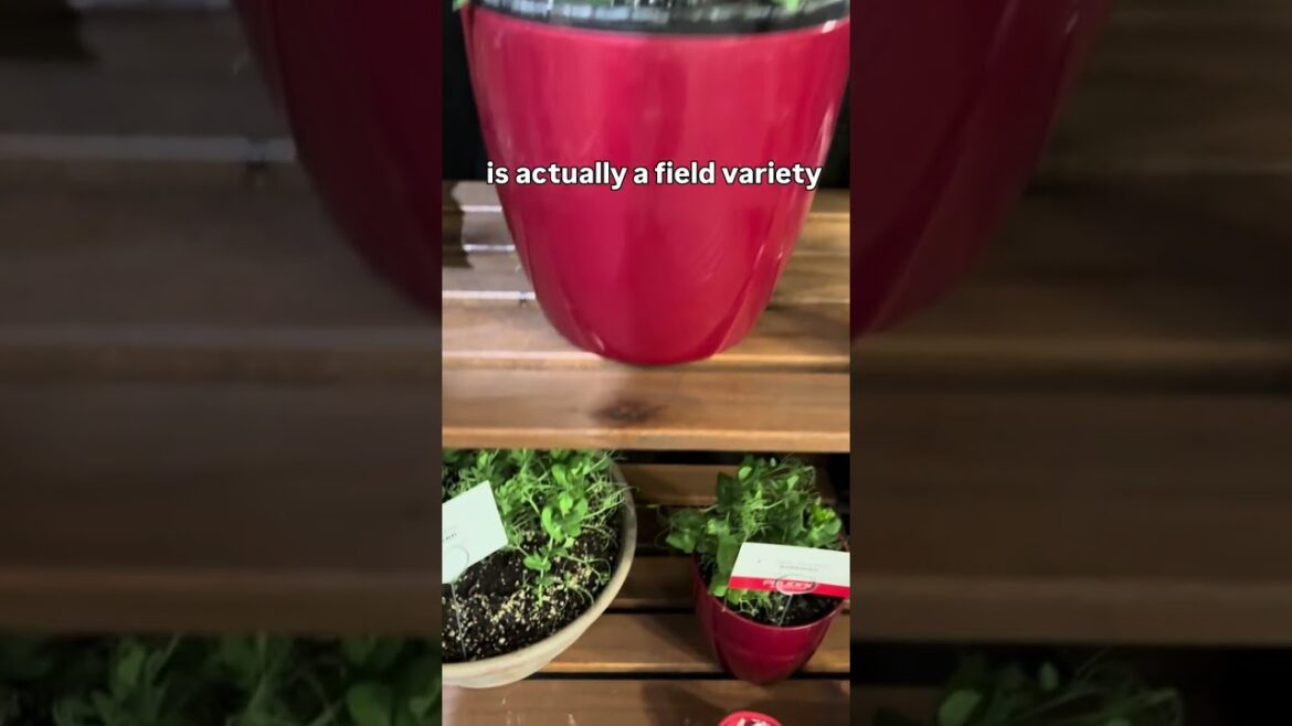 Container Garden Fun: Grow ANYTHING, Anywhere! ✨ #newplants #containergardening