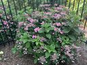 Pop Star hydrangea is shown. (John DeGroot)