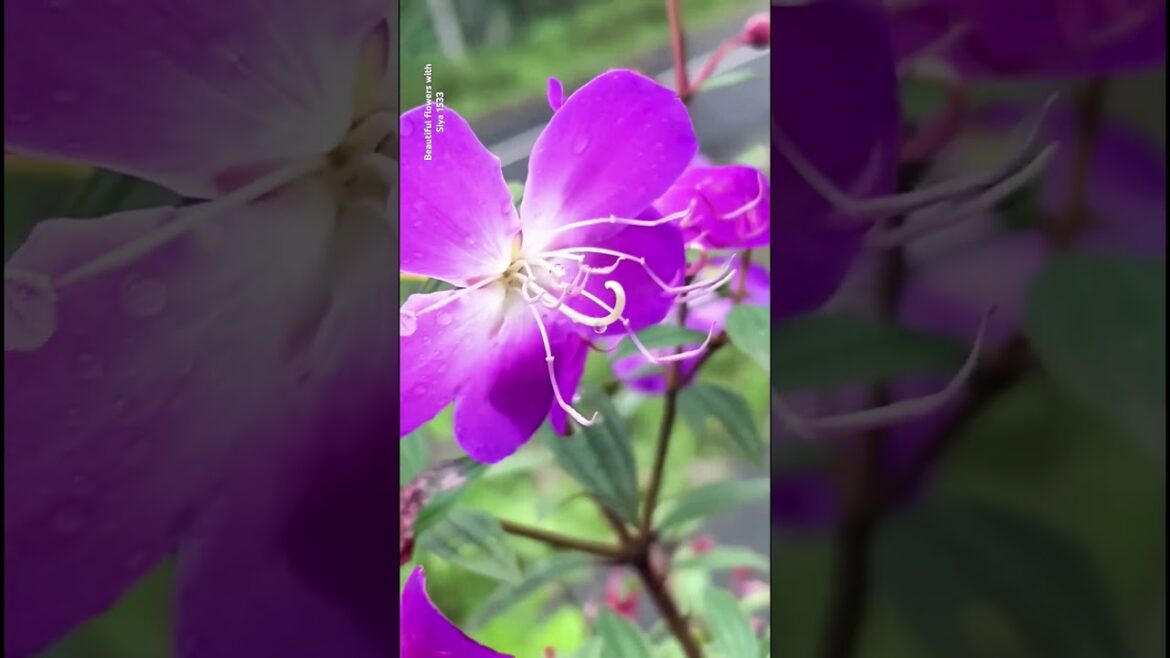 beautiful flowers #garden #nature #flowers#plants#terracegardening #nice #trends#viralshort #newblog