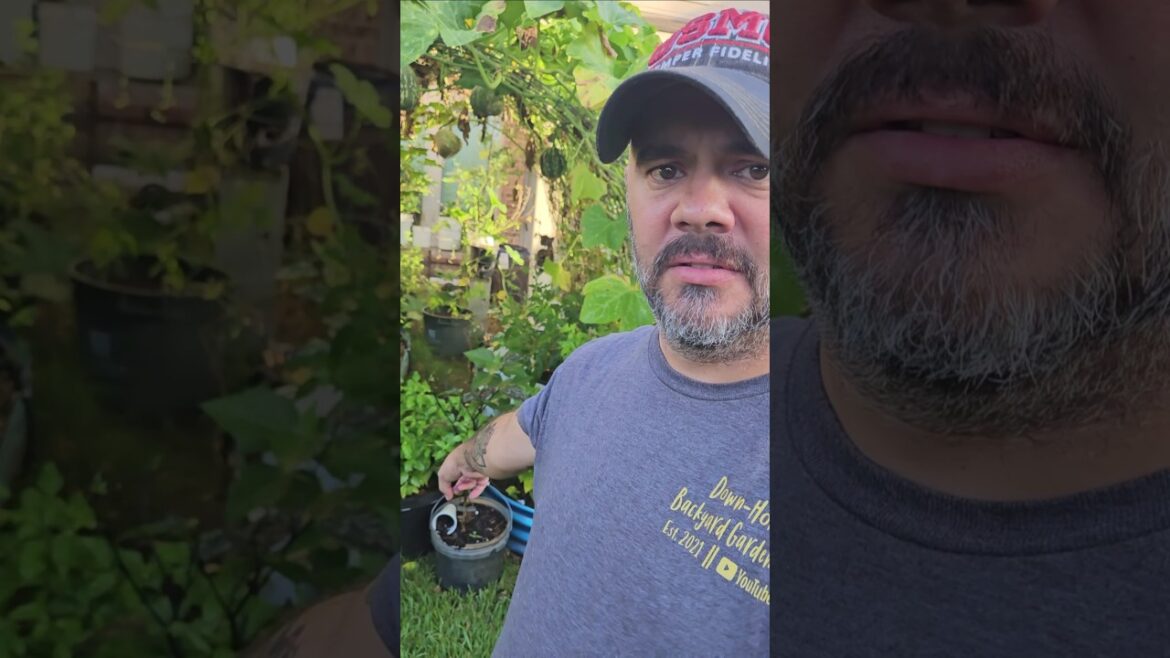 Facts Beginner Gardeners Should Know About Container Gardening || DHBG #gardeningforbeginners