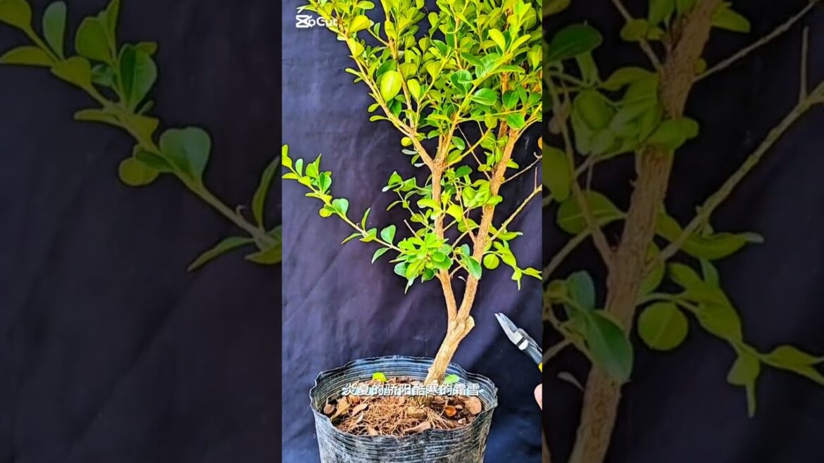 bonsai #bonsai #winatabonsai #bonsaigarden #warubonsai #gardendesign #garden #caraperawatanbonsai