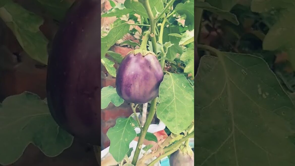 Baigan 🍆 🍆 🍆 🍆 ke paudha #brinjal #plants #vegetablegardening #vegetable #tarrecegarden #akchukafun