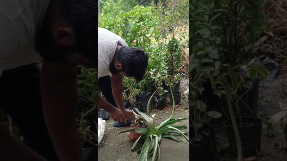 Aloe Vera Separation from Mother Plant 🌱 | Easy Gardening Tips Aloe Vera Separation from Mother Plant 🌱 | Easy Gardening Tips
