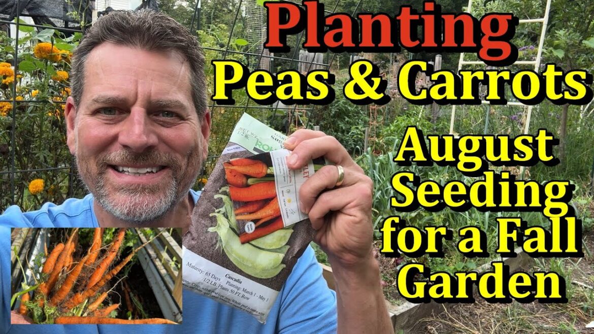 Gary Pilarchik: Planting Peas & Carrots for a Fall Vegetable Garden (What to Plant in August & September) Planting Peas & Carrots for a Fall Vegetable Garden (What to Plant in August & September)