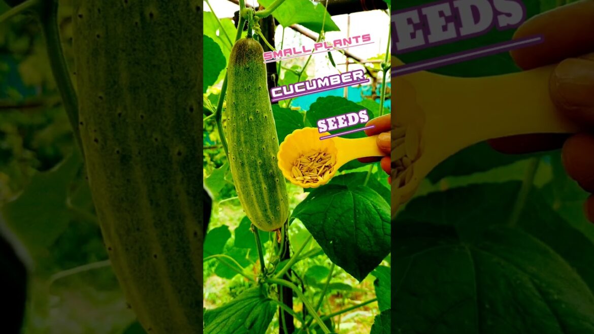 #shorts#tips for growing🥒🌱cucumberdwarfplant at home#trending#shortvideo#ytshort#youtubeshorts#care #shorts#tips for growing🥒🌱cucumberdwarfplant at home#trending#shortvideo#ytshort#youtubeshorts#care