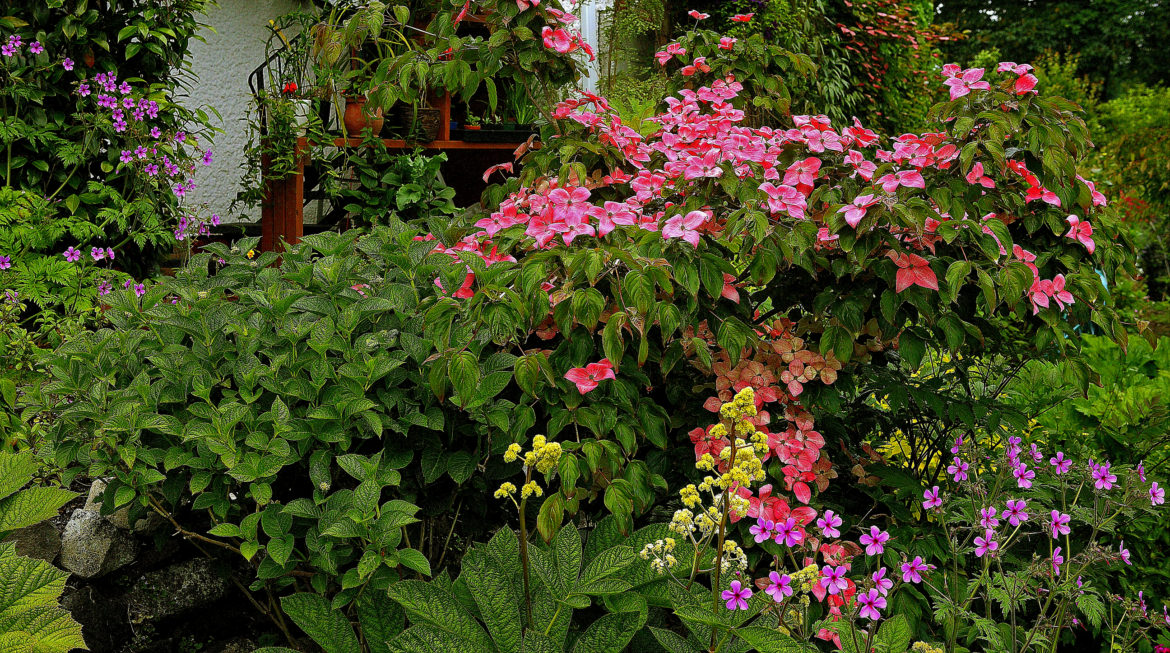 🌺A friend's garden nearby🌺[OC]