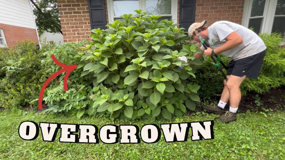 Satisfying POV: Trimming Up a Front Yard That’s Been Neglected for Months Satisfying POV: Trimming Up a Front Yard That’s Been Neglected for Months
