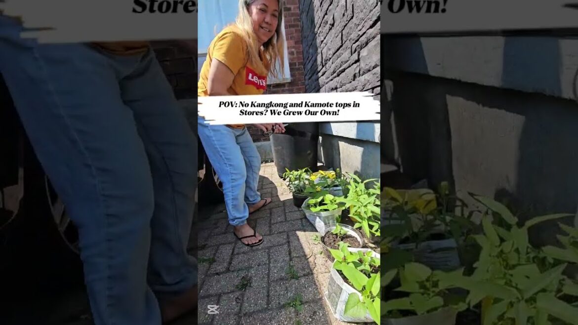 Kangkong and Kamote Container Gardening at Home | Buhay Canda