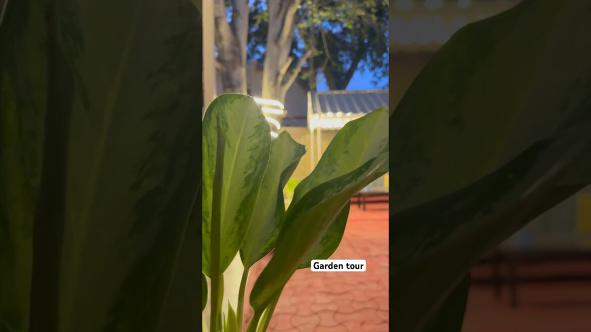 Garden tour #gazebo #gardendecor #gardendecorideas #balconygarden #gardendesign #homedecor #viral Garden tour #gazebo #gardendecor #gardendecorideas #balconygarden #gardendesign #homedecor #viral