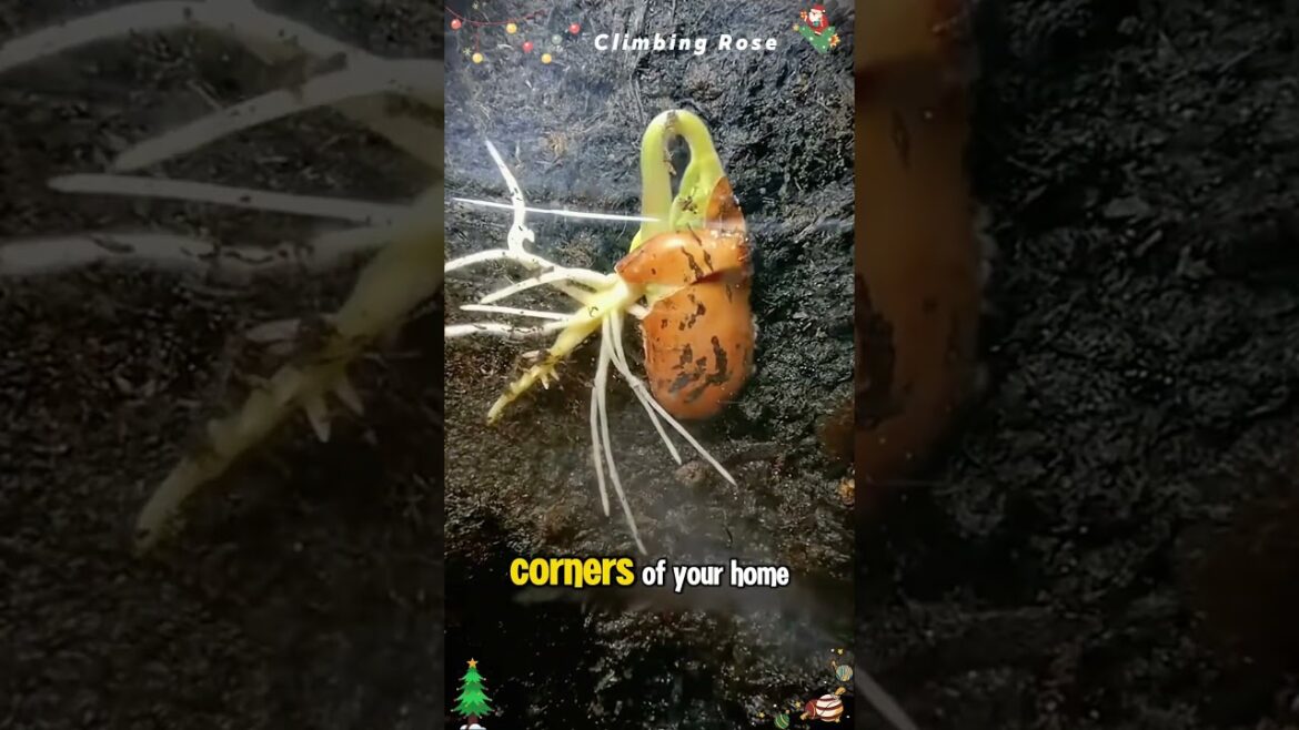 Winter Gardening Tips: What to Plant for Timeless Beauty #rose