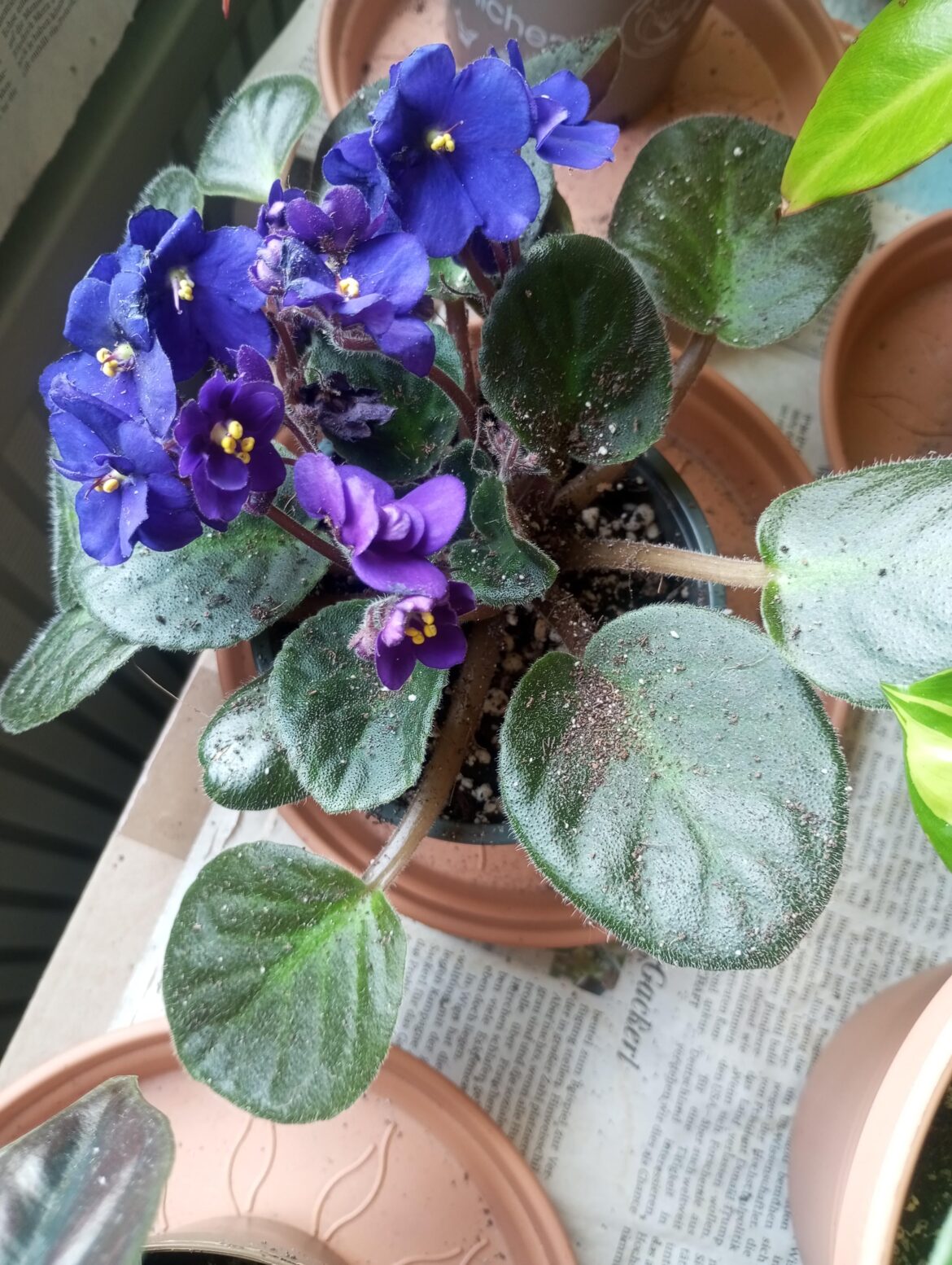 First time african violet owner, how do I clean leaves from dirt without damage leaves? 😅