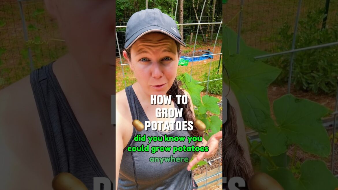 How to grow potatoes in grow bags  #growingpotatoes #containergarden #potatogrowing #growingveggies How to grow potatoes in grow bags  #growingpotatoes #containergarden #potatogrowing #growingveggies