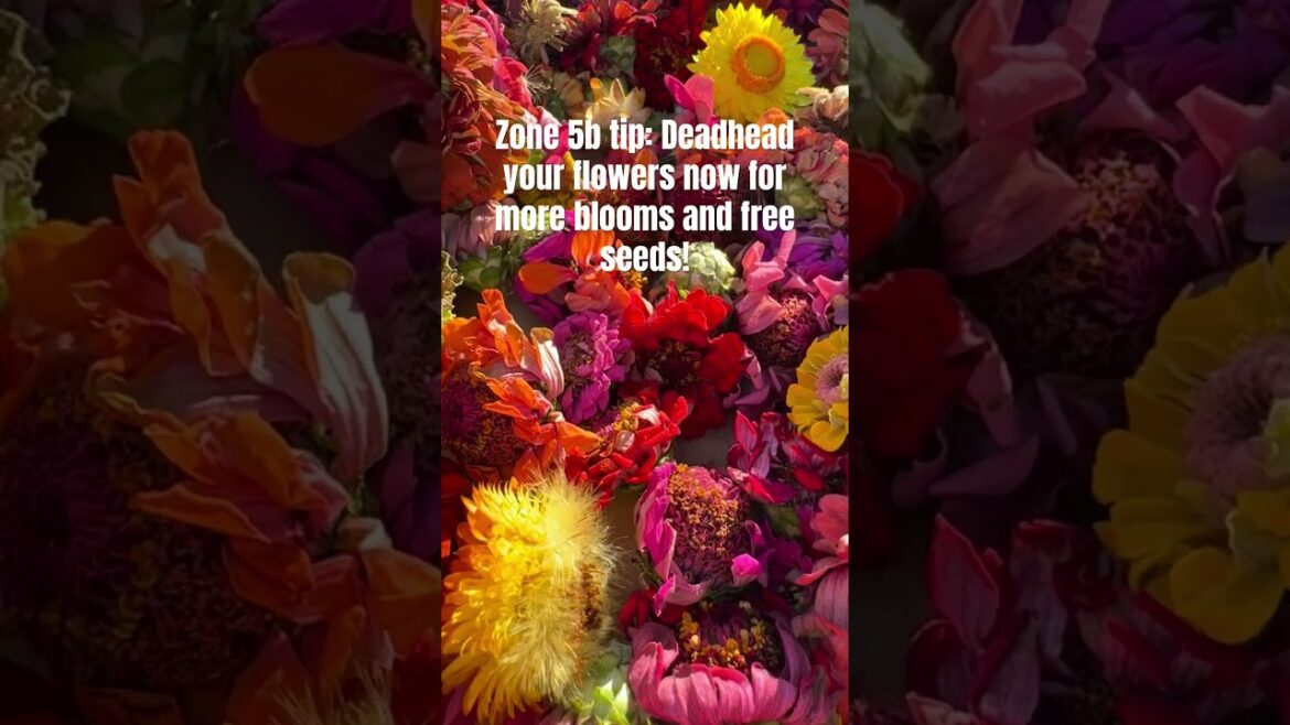 Why deadheading now can create more blooms THIS season and pro method of how to harvest flower seed