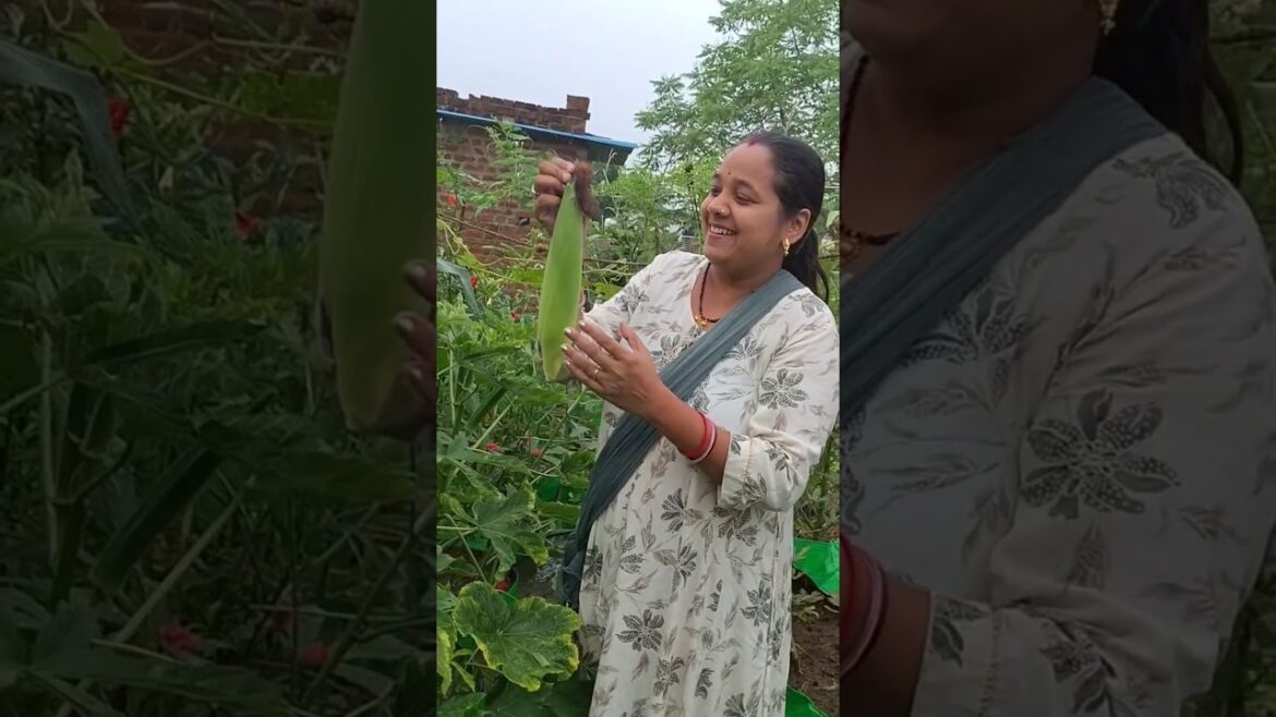 यह देखिए क्या मिला मुझे 😊 #shortvideo #gardening #viralvideo #organicgardening #shorts