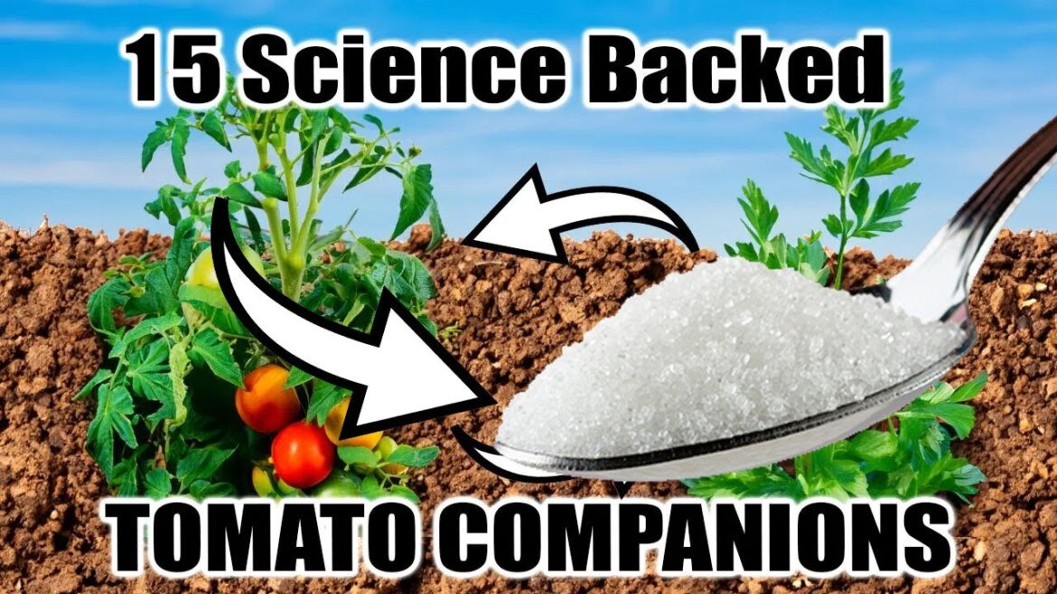 15 Genius Companion Plants for Tomato Lovers