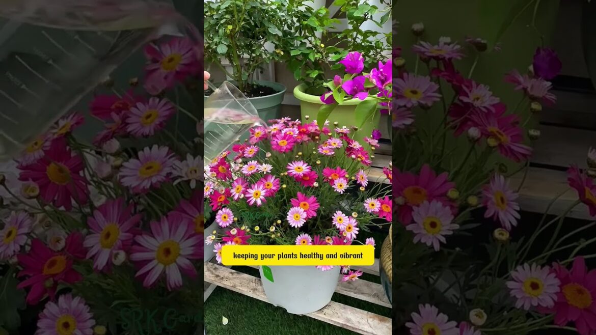 How to Use Brown Sugar to Make Your Plan How to Use Brown Sugar to Make Your Plan