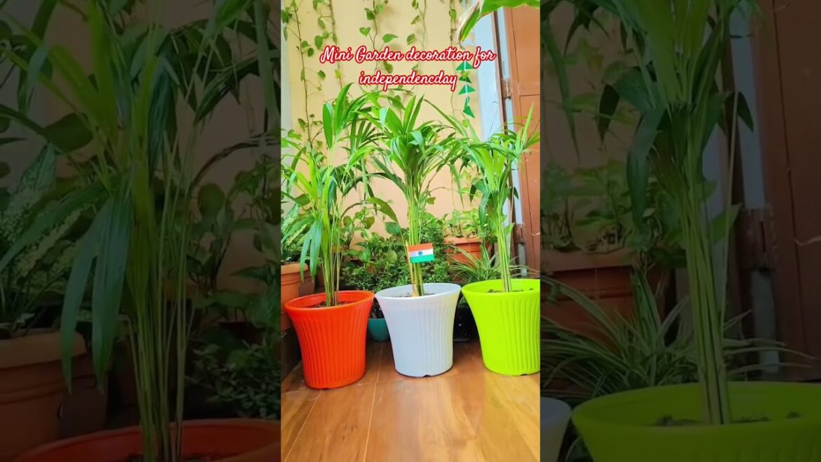 Desh mere song #Decorationforindependenceday #music #garden #gardendesign #gardening #minigarden Desh mere song #Decorationforindependenceday #music #garden #gardendesign #gardening #minigarden