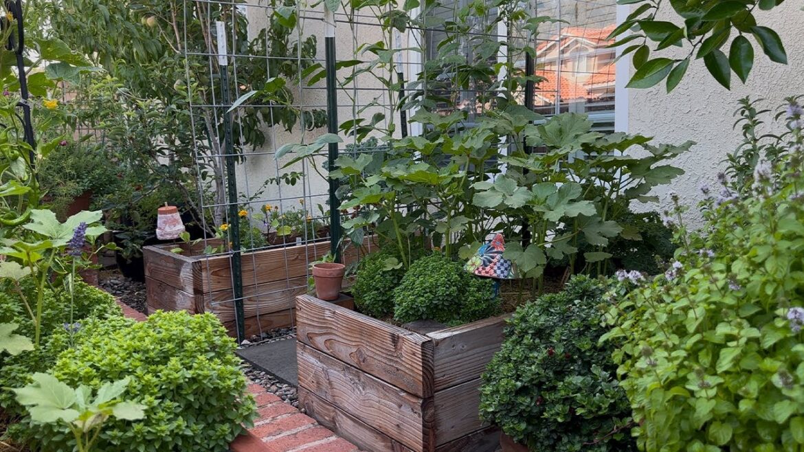 Backyard Edible Garden Tour | Homegrown Tomatoes, Chilis & Herbs! Backyard Edible Garden Tour | Homegrown Tomatoes, Chilis & Herbs!